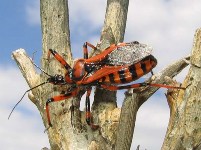 HETEROPTERA: CHIAVI DICOTOMICHE